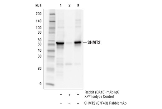 Immunoprecipitation Image 1: SHMT2 (E7F4Q) Rabbit mAb