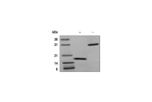  Image 2: Mouse CSF-1/M-CSF Recombinant Protein