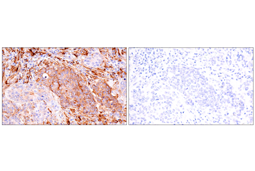 Immunohistochemistry Image 11: FcRn (E9J8W) Rabbit mAb (BSA and Azide Free)