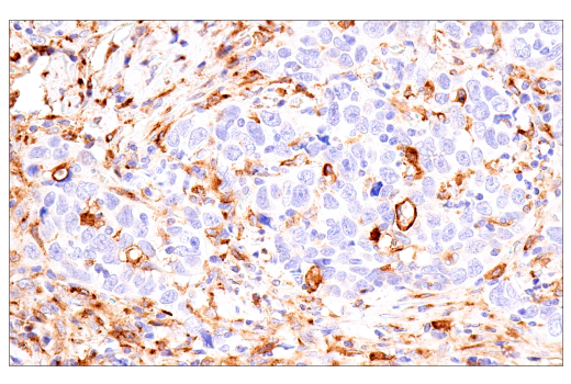 Immunohistochemistry Image 4: FcRn (E9J8W) Rabbit mAb (BSA and Azide Free)