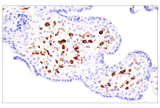 Immunohistochemistry Image 8: FcRn (E9J8W) Rabbit mAb (BSA and Azide Free)
