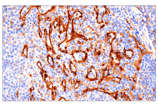 Immunohistochemistry Image 3: FcRn (E9J8W) Rabbit mAb (BSA and Azide Free)