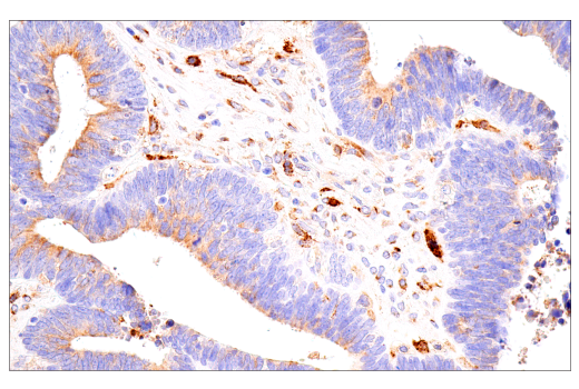 Immunohistochemistry Image 7: FcRn (E9J8W) Rabbit mAb (BSA and Azide Free)