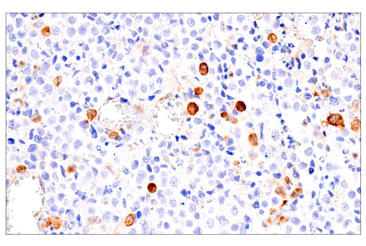 Immunohistochemistry Image 5: FcRn (E9J8W) Rabbit mAb (BSA and Azide Free)