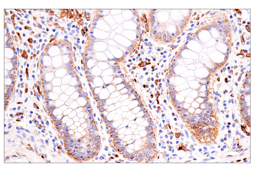 Immunohistochemistry Image 9: FcRn (E9J8W) Rabbit mAb (BSA and Azide Free)