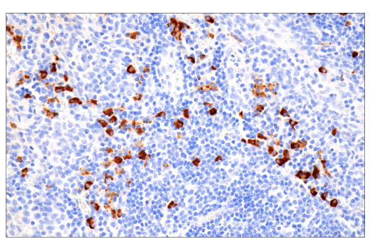 Immunohistochemistry Image 1: IgG (RWP49) Mouse mAb