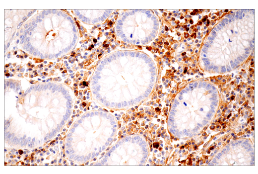 Immunohistochemistry Image 12: IgG (RWP49) Mouse mAb