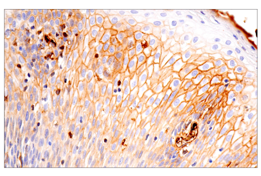Immunohistochemistry Image 16: IgG (RWP49) Mouse mAb