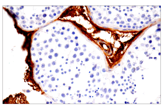 Immunohistochemistry Image 15: IgG (RWP49) Mouse mAb