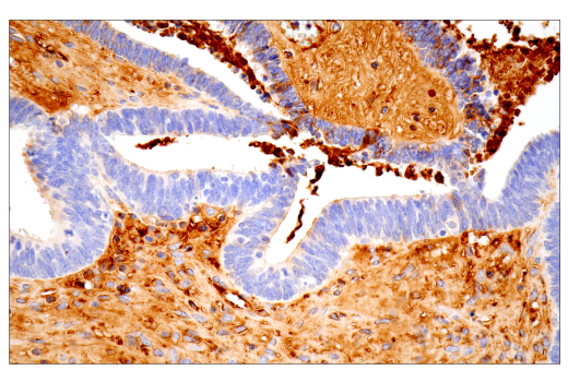 Immunohistochemistry Image 9: IgG (RWP49) Mouse mAb