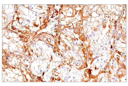 Immunohistochemistry Image 8: IgG (RWP49) Mouse mAb