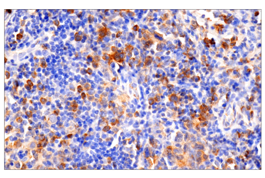 Immunohistochemistry Image 2: IgG (RWP49) Mouse mAb