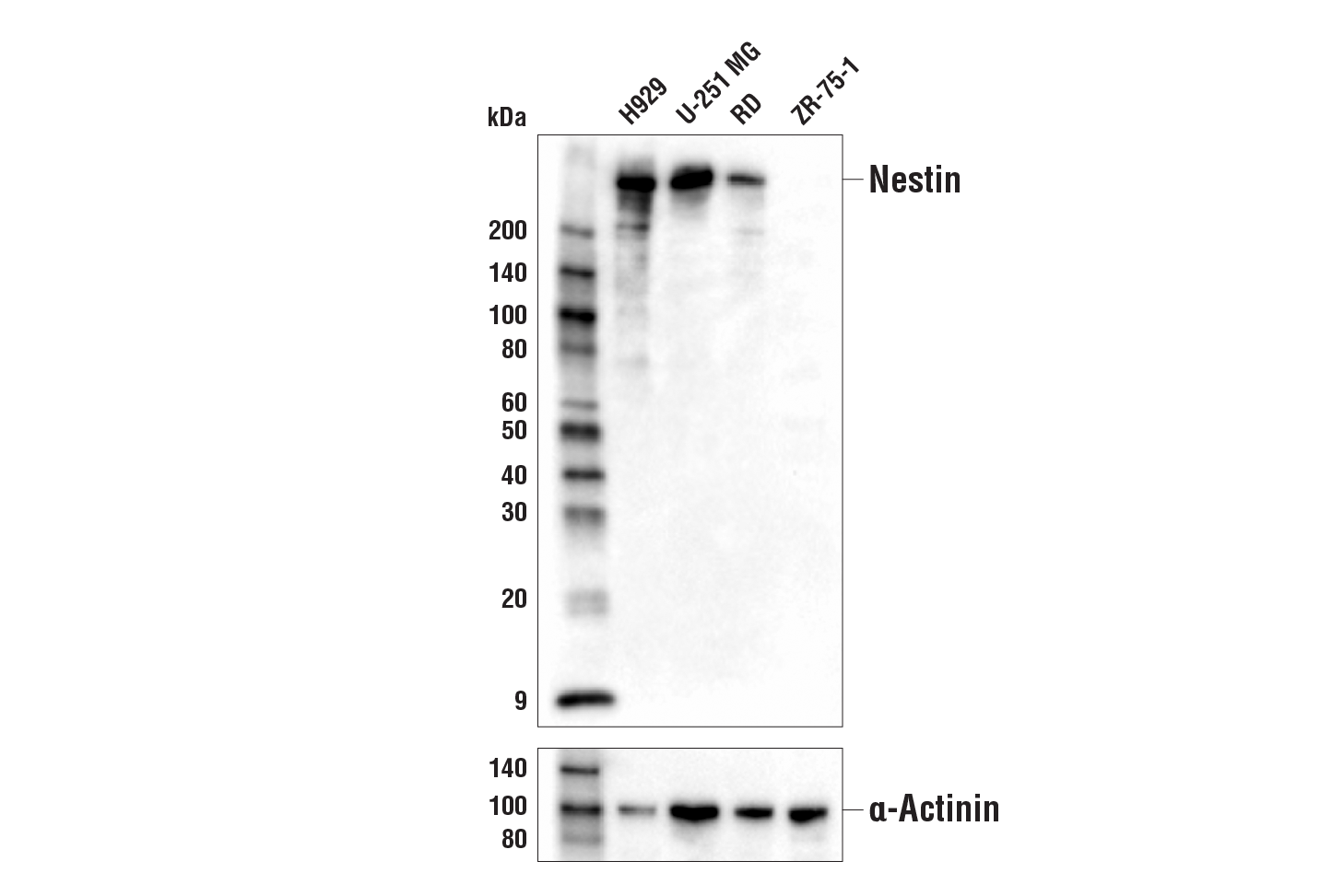 Nestin 10c2 Mouse Mab Cell Signaling Technology