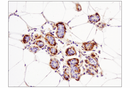 Immunohistochemistry Image 1: Nestin (10C2) Mouse mAb
