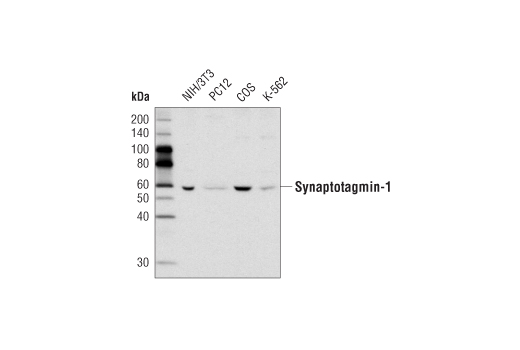 Western Blotting Image 1: Synaptotagmin-1 Antibody