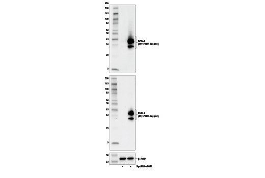 Western Blotting Image 2: BOB-1/OBF-1 Antibody