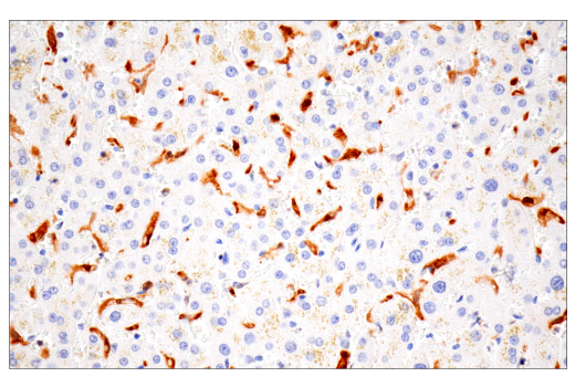 Immunohistochemistry Image 10: IL-18 (E3G8R) Rabbit mAb (BSA and Azide Free)