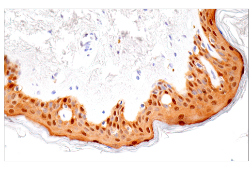 Immunohistochemistry Image 9: IL-18 (E3G8R) Rabbit mAb (BSA and Azide Free)