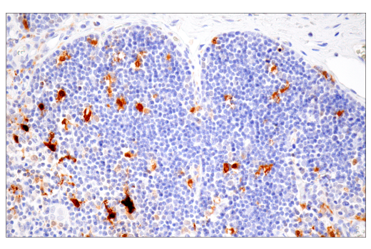 Immunohistochemistry Image 8: IL-18 (E3G8R) Rabbit mAb (BSA and Azide Free)