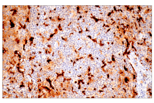Immunohistochemistry Image 6: IL-18 (E3G8R) Rabbit mAb (BSA and Azide Free)