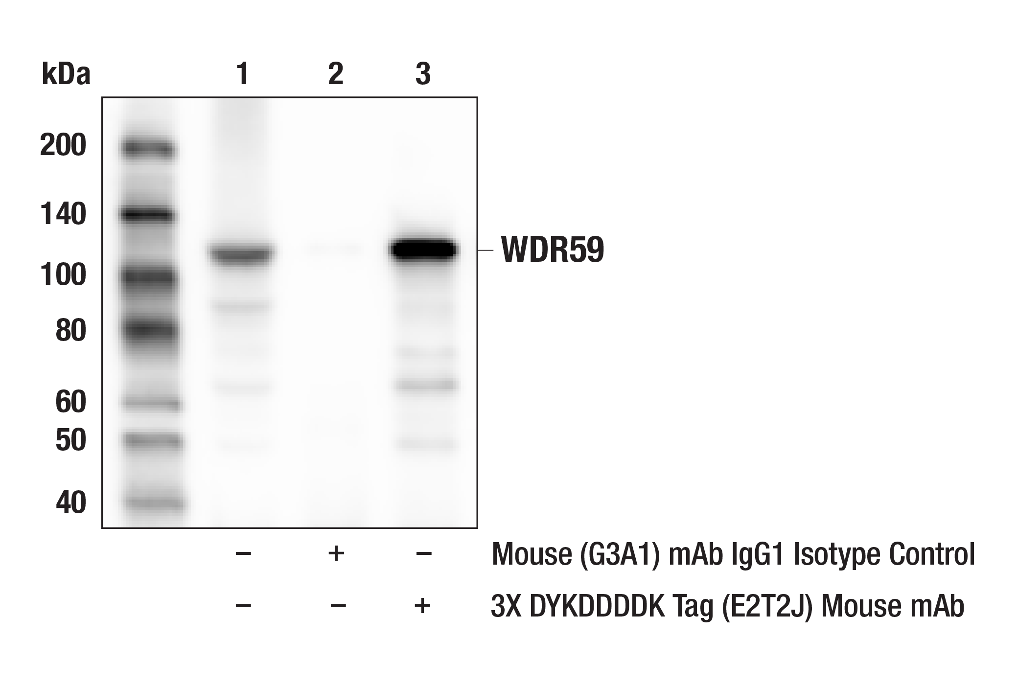 Immunoprecipitation Image 2: 3X DYKDDDDK Tag (E2T2J) Mouse mAb (Binds to same epitope as Sigma-Aldrich Anti-FLAG M2 antibody)