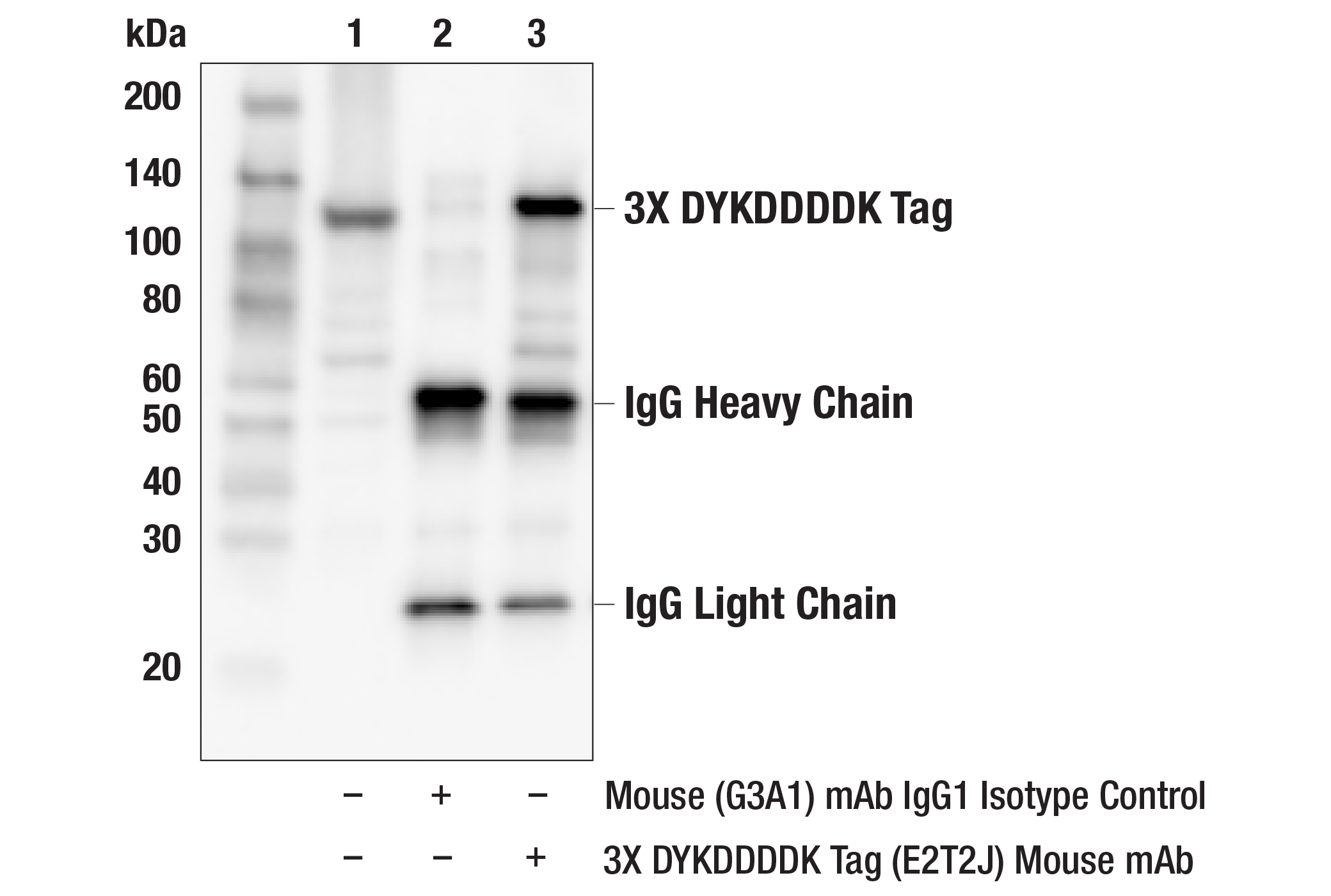 Immunoprecipitation Image 1: 3X DYKDDDDK Tag (E2T2J) Mouse mAb (Binds to same epitope as Sigma-Aldrich Anti-FLAG M2 antibody)