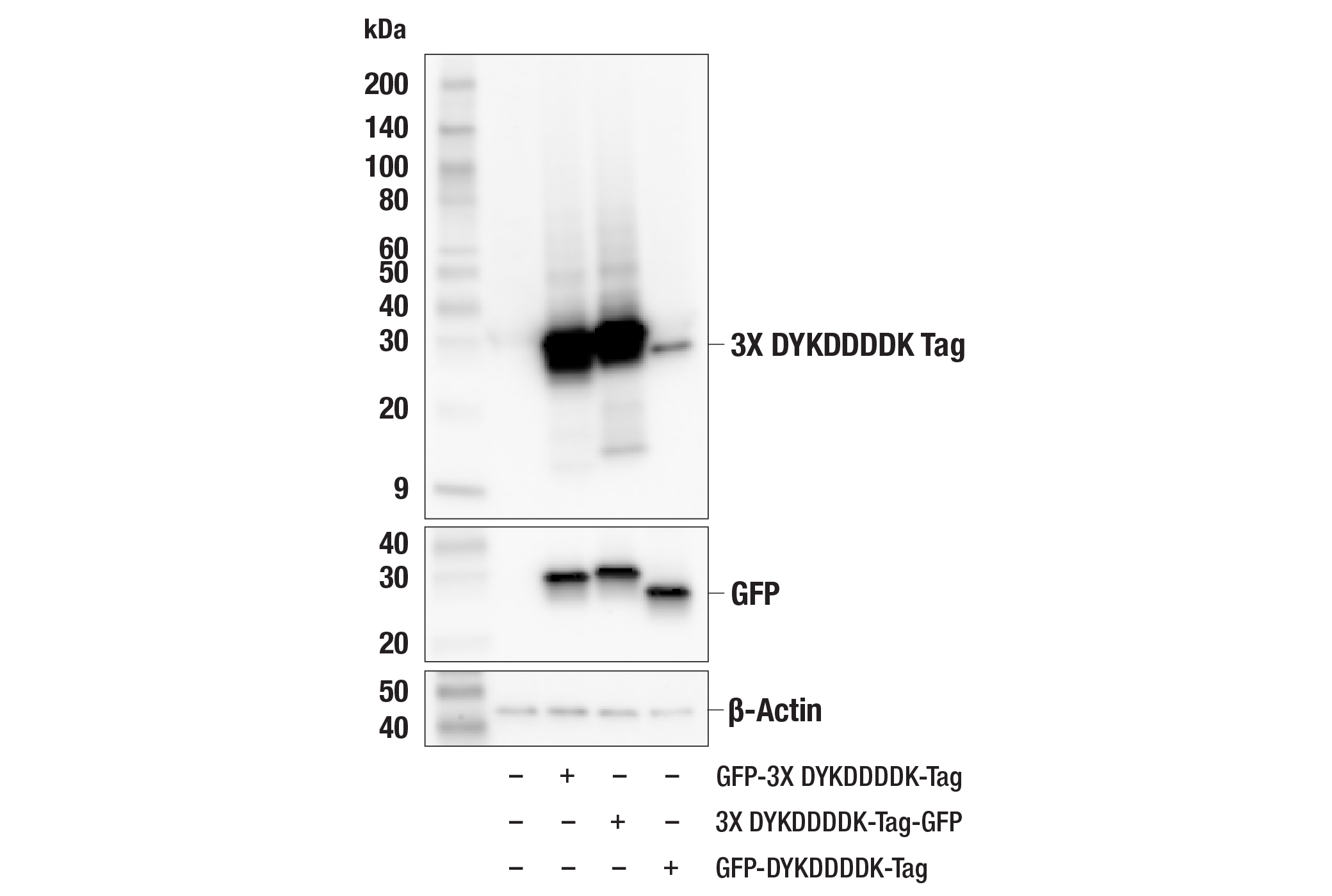Western Blotting Image 1: 3X DYKDDDDK Tag (E2T2J) Mouse mAb (Binds to same epitope as Sigma-Aldrich Anti-FLAG M2 antibody)