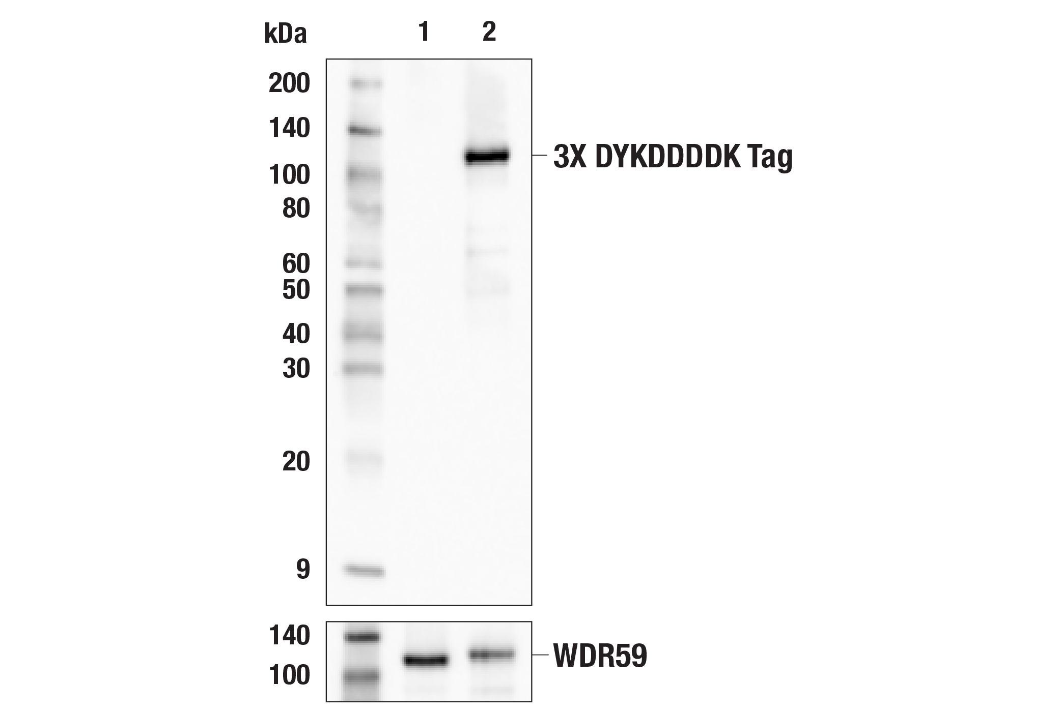 Western Blotting Image 2: 3X DYKDDDDK Tag (E2T2J) Mouse mAb (Binds to same epitope as Sigma-Aldrich Anti-FLAG M2 antibody)