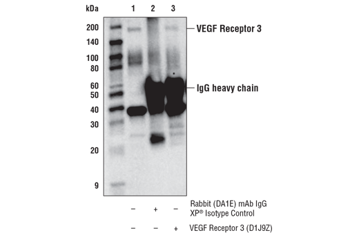 Immunoprecipitation Image 1: VEGF Receptor 3 (D1J9Z) Rabbit mAb