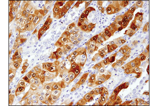Immunohistochemistry Image 1: UCHL1 (D3T2E) XP® Rabbit mAb (BSA and Azide Free)
