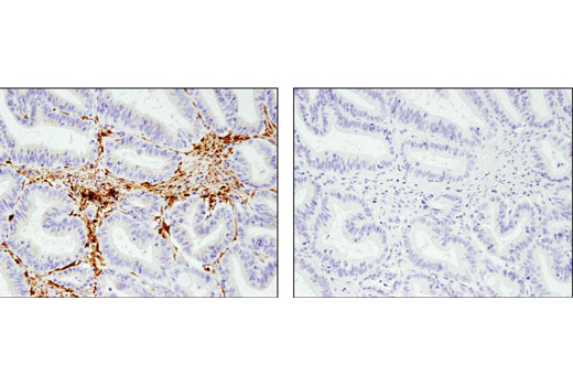Immunohistochemistry Image 3: UCHL1 (D3T2E) XP® Rabbit mAb (BSA and Azide Free)