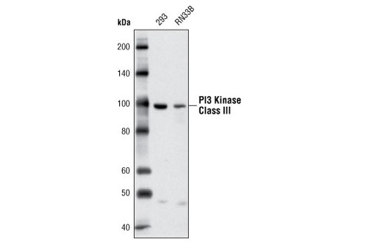  Image 4: PI3 Kinase Antibody Sampler Kit