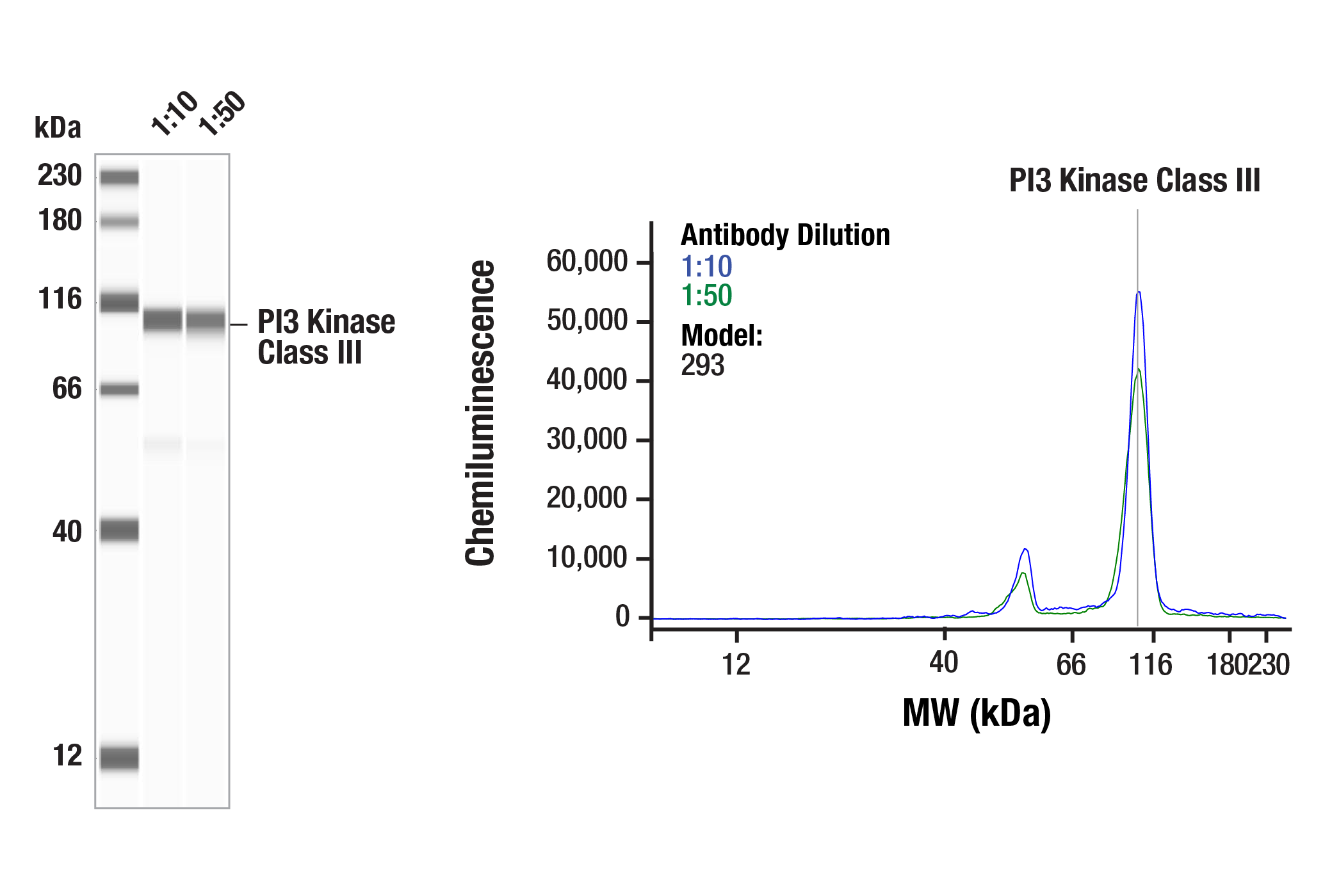  Image 2: PI3 Kinase Antibody Sampler Kit