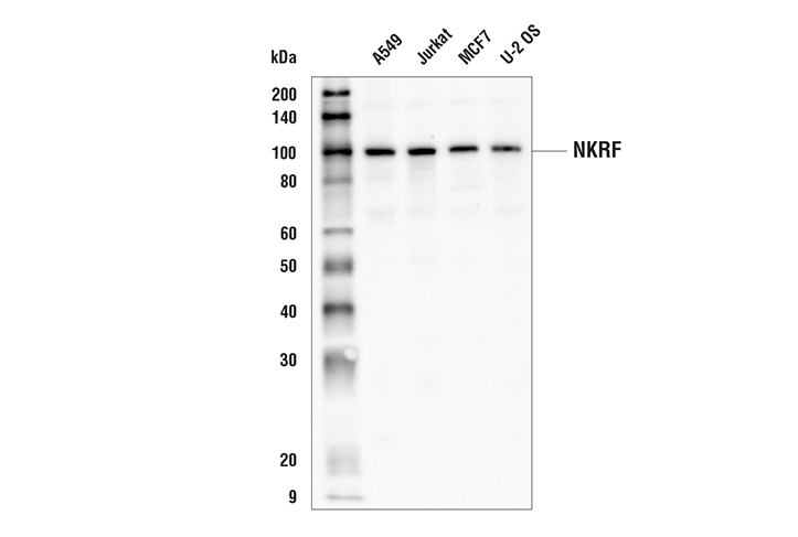 Western Blotting Image 1: NKRF Antibody