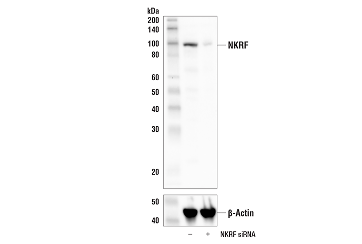 Western Blotting Image 2: NKRF Antibody