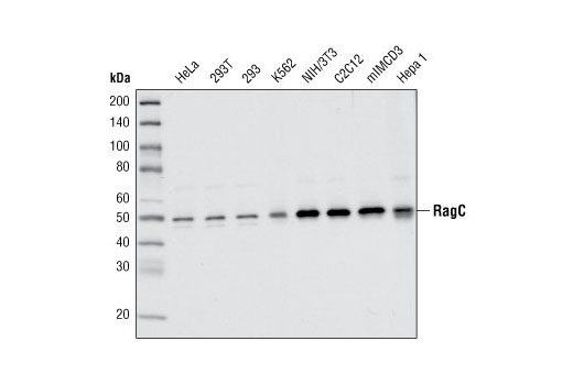 Western Blotting Image 1: RagC Antibody