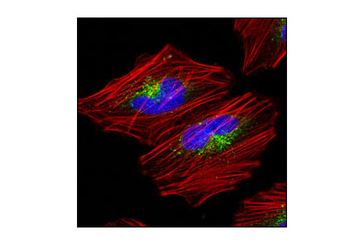 Immunofluorescence Image 1: RagC Antibody