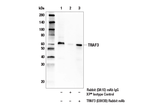 Immunoprecipitation Image 1: TRAF3 (E8H3B) Rabbit mAb