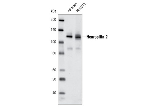 Western Blotting Image 1: Neuropilin-2 (D39A5) XP® Rabbit mAb