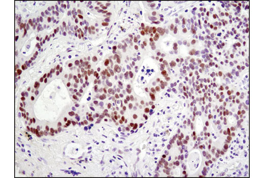 Immunohistochemistry Image 1: HES1 (D6P2U) Rabbit mAb (BSA and Azide Free)