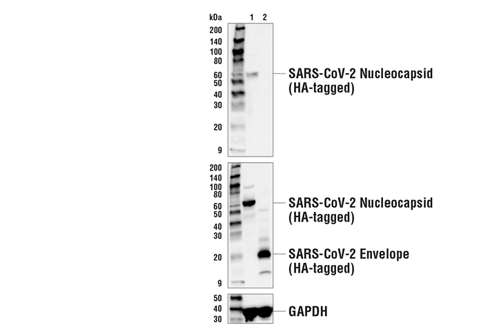 Western Blotting Image 2: SARS-CoV-2 Nucleocapsid Protein (E8R1L) Mouse mAb