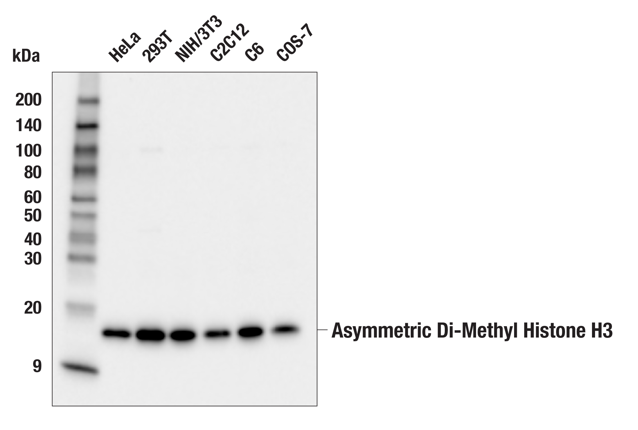 Western Blotting Image 1: Asymmetric Di-Methyl Histone H3 (Arg2) (E7W7S) Rabbit mAb