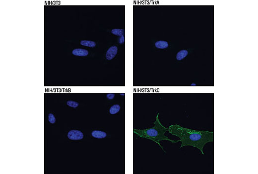 Immunofluorescence Image 1: TrkC (C44H5) Rabbit mAb