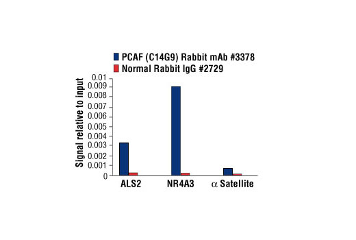 Chromatin Immunoprecipitation Image 3: PCAF (C14G9) Rabbit mAb