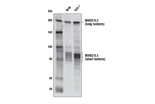 Western Blotting Image 1: WHSC1L1 (D4N9N) Rabbit mAb (BSA and Azide Free)