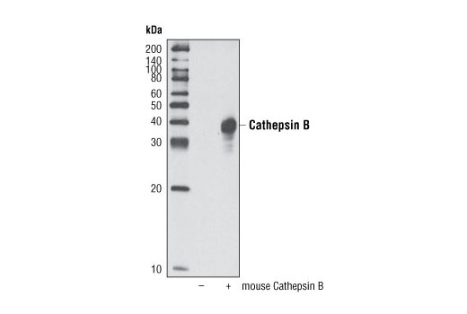 Western Blotting Image 2: Cathepsin B (H190) Antibody