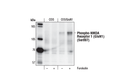 Western Blotting Image 1: Phospho-NMDA Receptor 1 (GluN1) (Ser897) Antibody