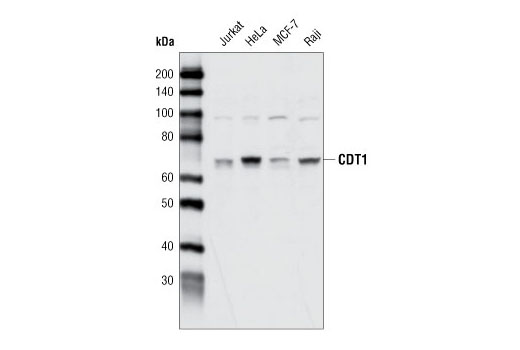 Western Blotting Image 1: CDT1 Antibody