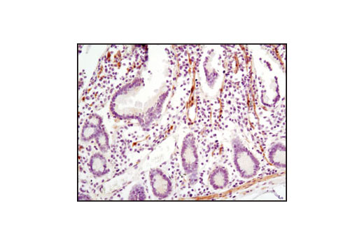 Immunohistochemistry Image 1: LPP (8B3A11) Mouse mAb