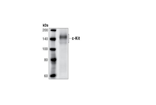 Western Blotting Image 1: c-Kit Antibody